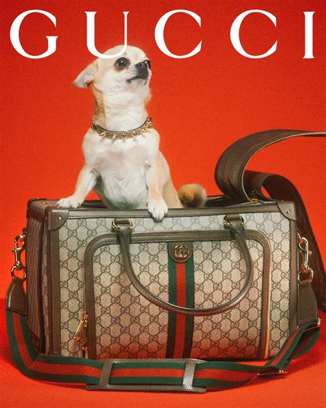 gucci pet laten maken|gucci pet shop.